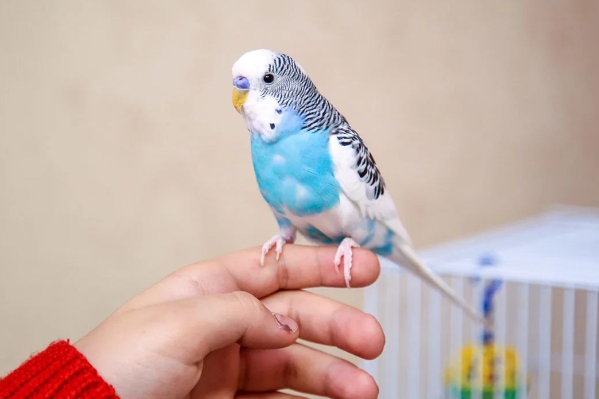 periquito en la mano