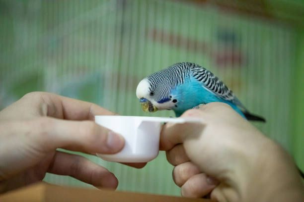 periquito-comiendo-de-la-mano-humana