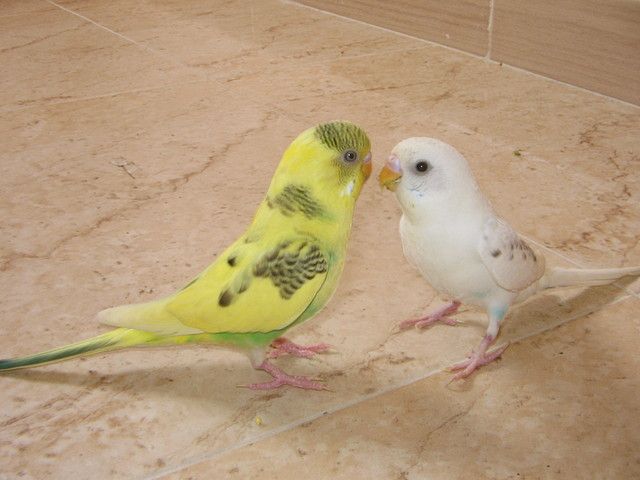 Periquitos socializando