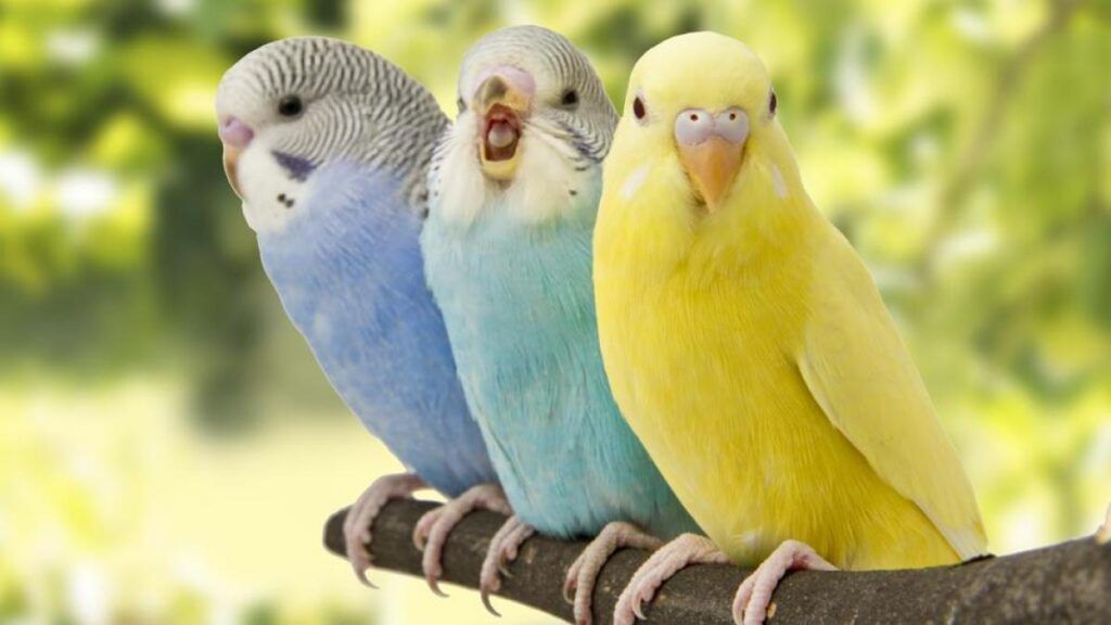 tipos de periquitos