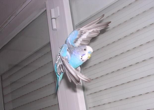 periquito volando en habitacion