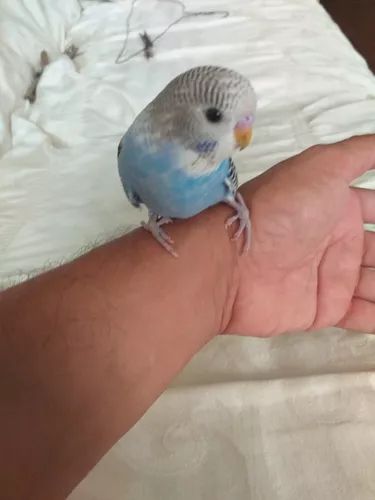 periquito en mano humana