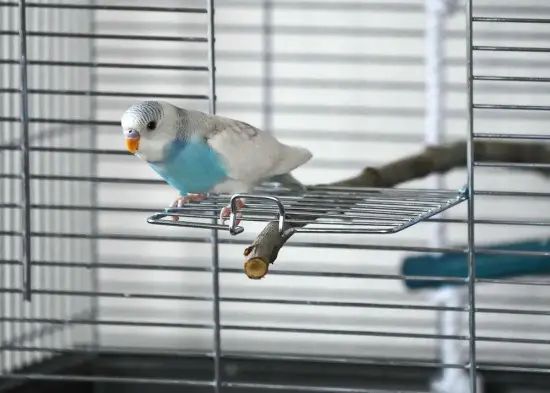 periquito asomado a la jaula