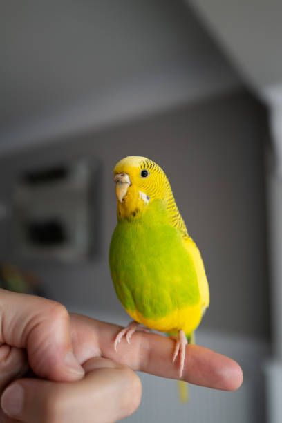 periquito en dedo