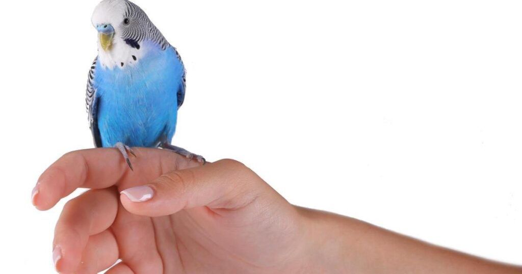 periquito en dedo