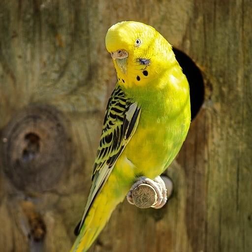 ¿cuanto puede vivir un periquito?