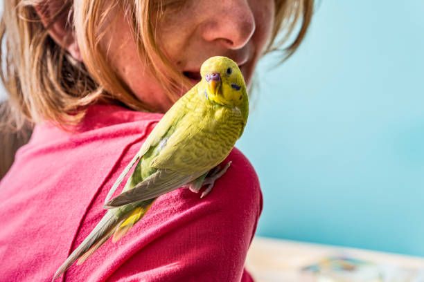 hablando a un periquito