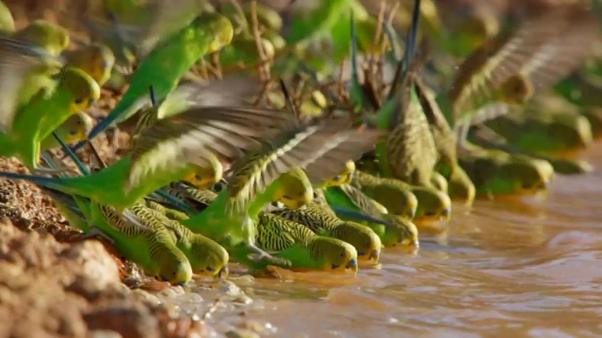 periquito en australia