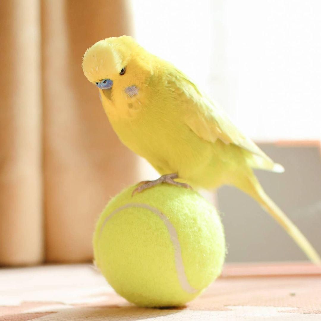 periquito jugando en pelota