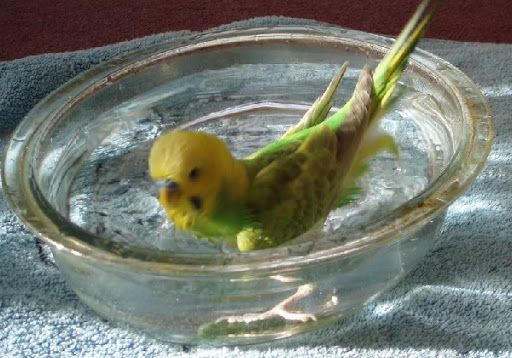 periquito en un plato con agua