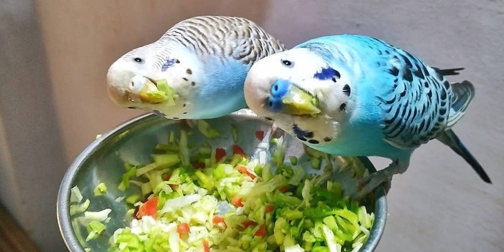 periquitos comiendo verduras en pareja
