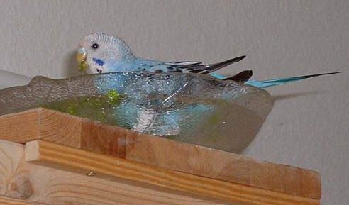 como bañar a un periquito en un plato