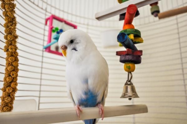 periquito con juguetes