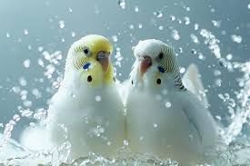 Periquitos bañandose