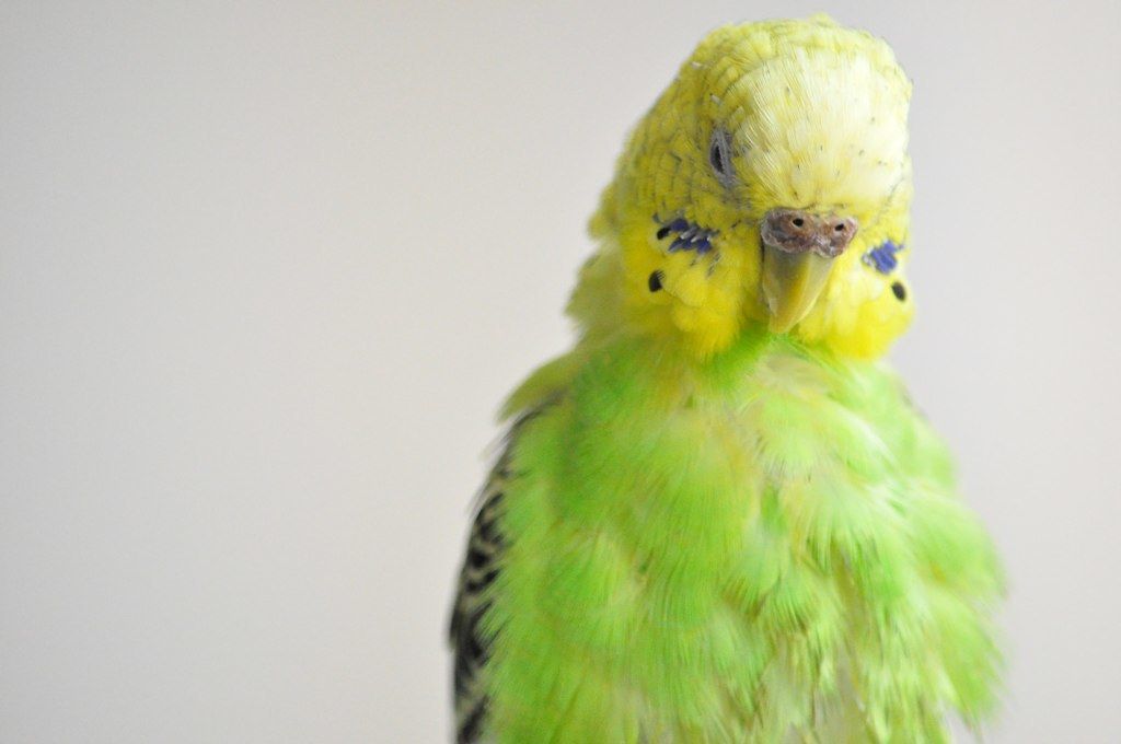 periquito acicalandose