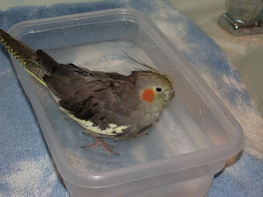 ninfa tomando un baño