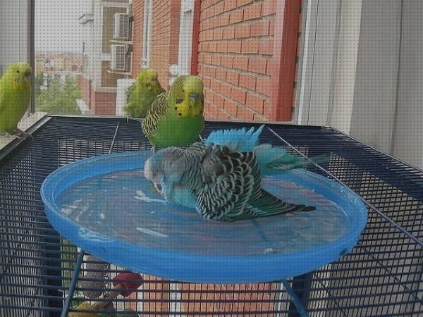 disfrutando en el agua periquitos bañandose