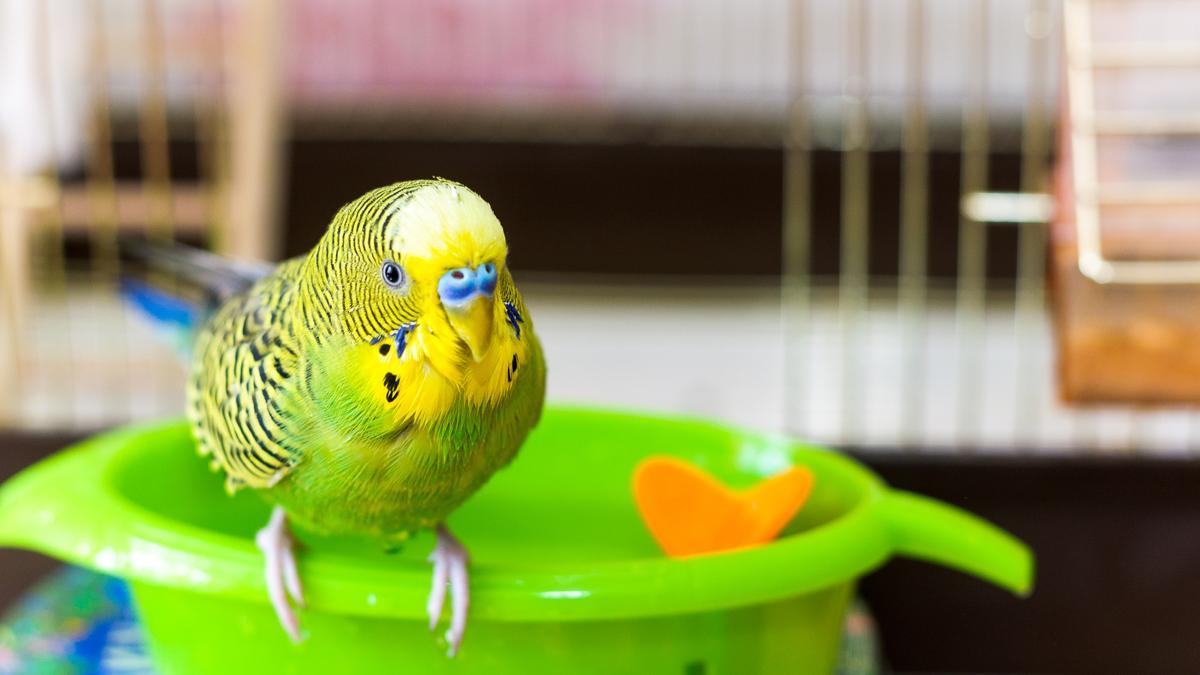 periquito verde en bañera
