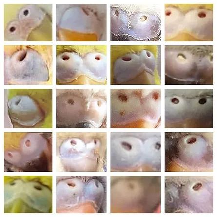 cera periquito hembra