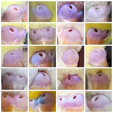 cera periquito macho