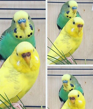 periquito macho junto a periquito hembra