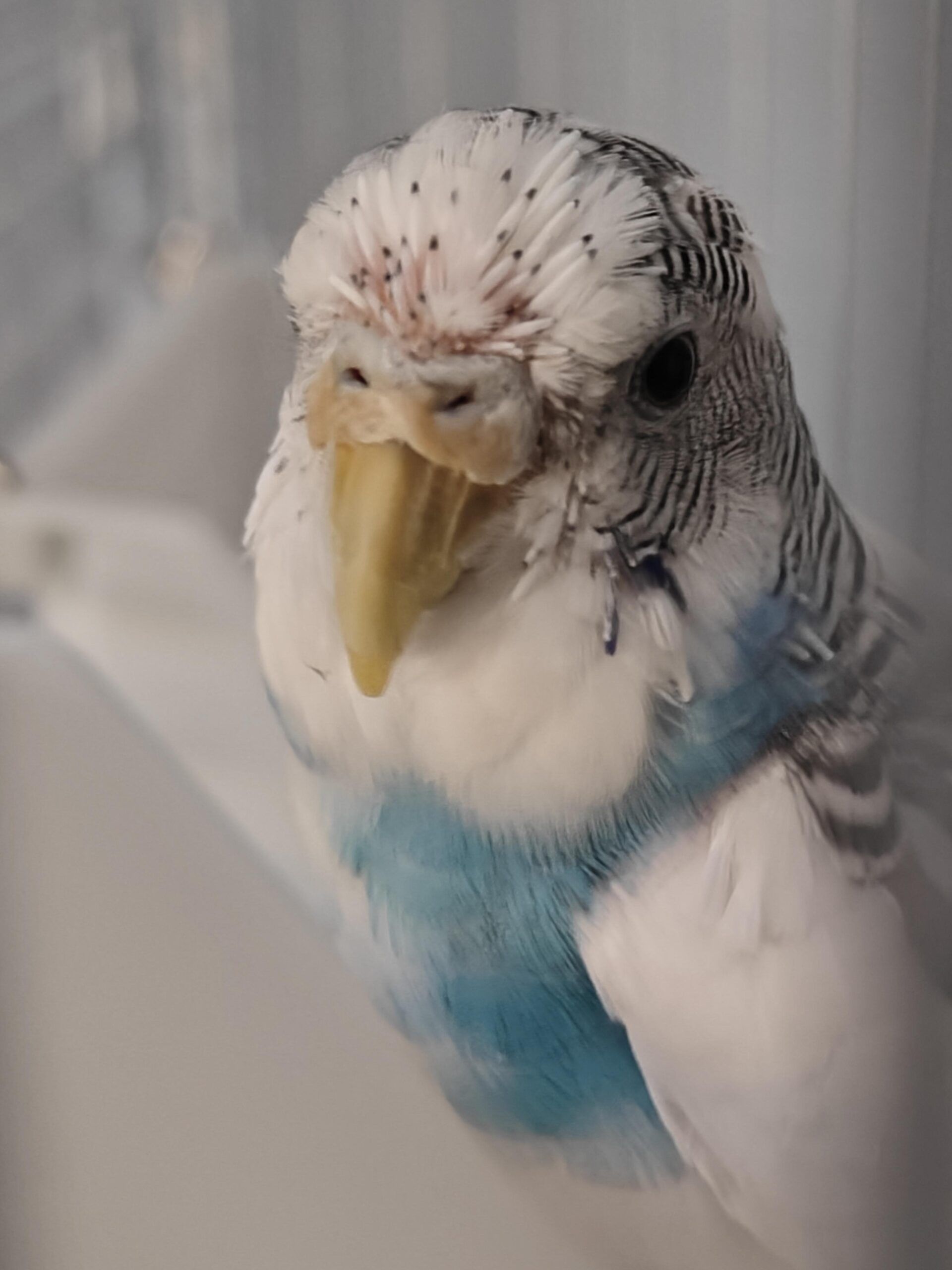 periquito mudando las plumas