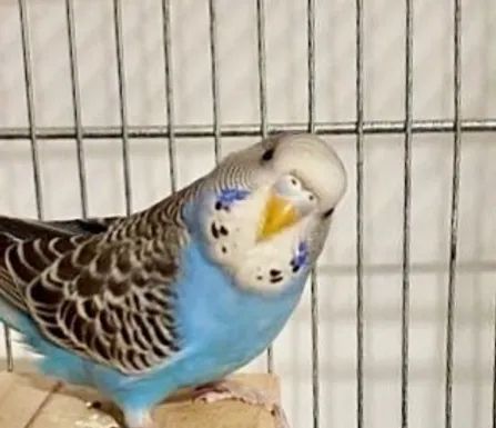 periquito hembra joven