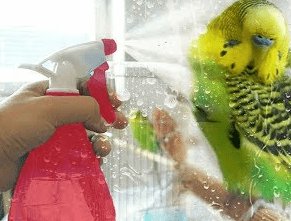 rociador de agua a un periquito
