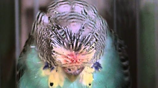 periquito con muda severa