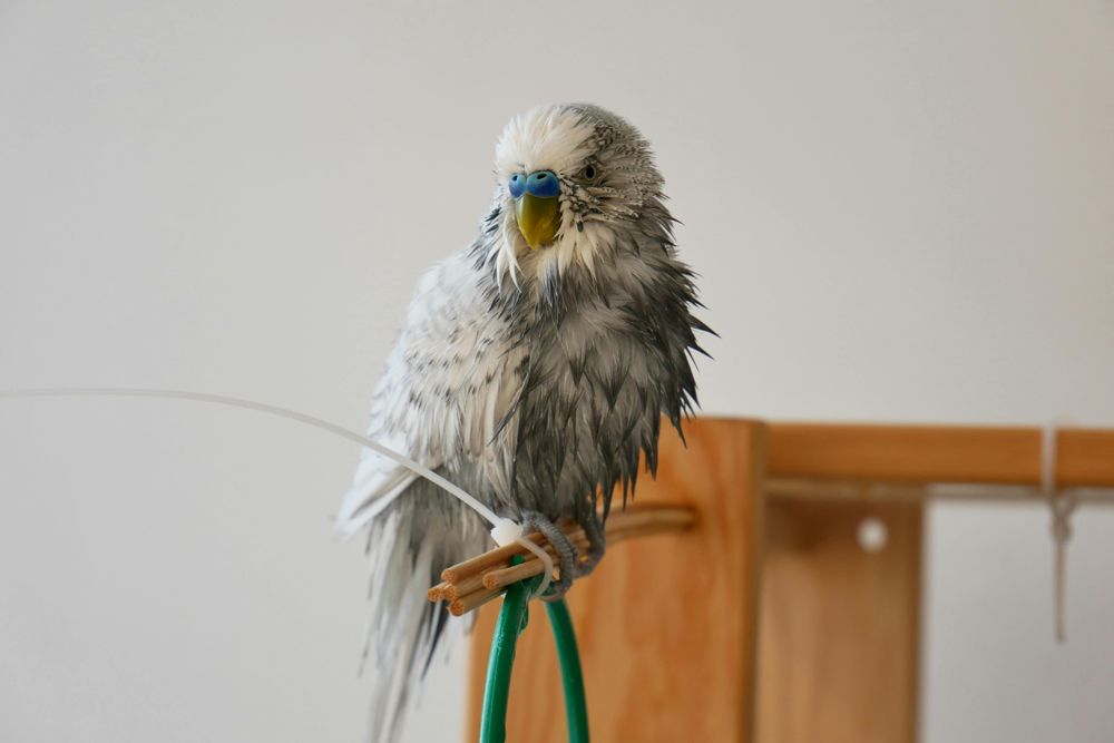 Periquito azul fuera de la jaula, posado en un soporte dentro de casa.