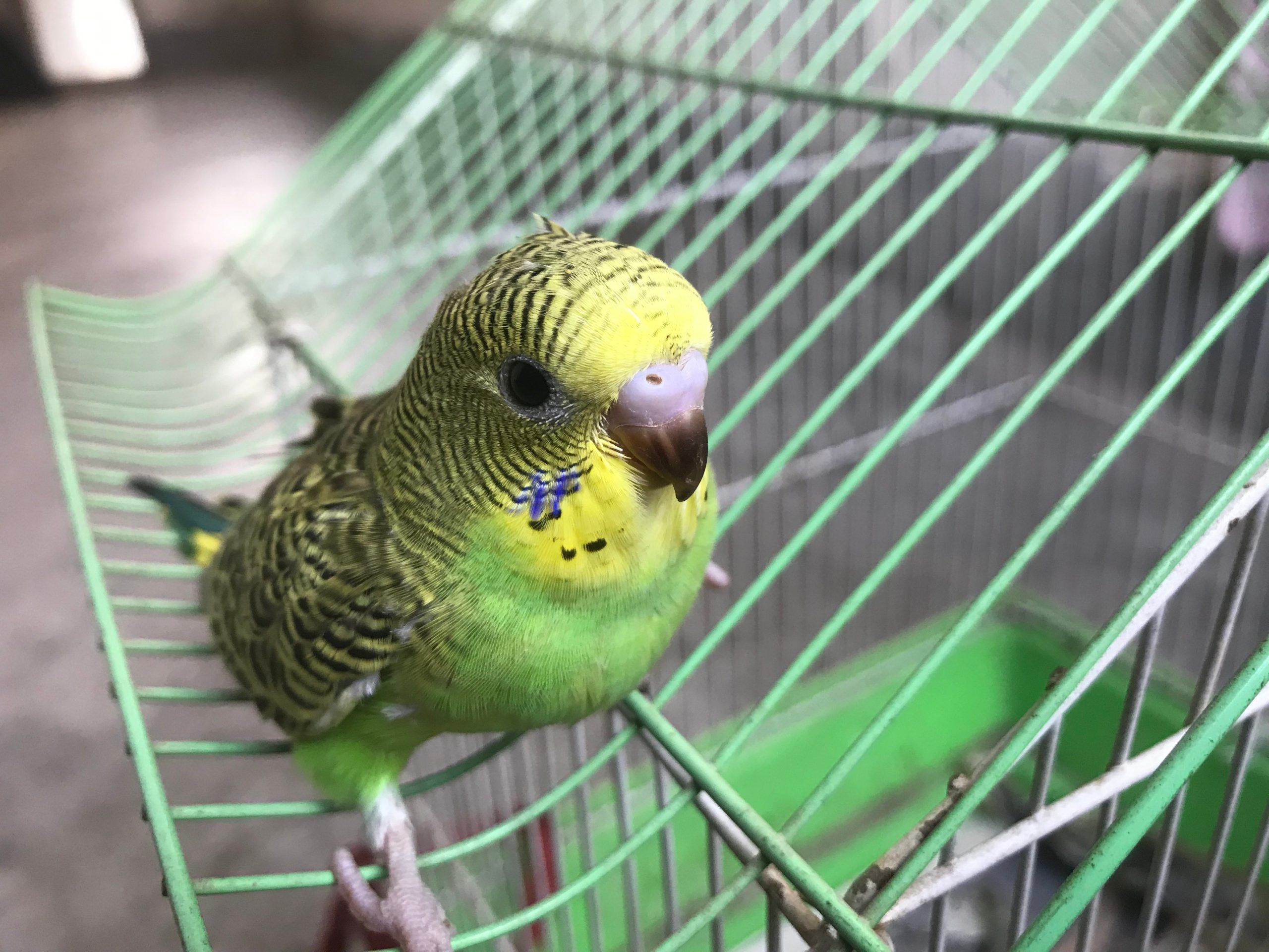 Primer plano de un periquito joven sobre su jaula. Es importante proporcionarle juguetes y tiempo de vuelo para que se mantenga activo.