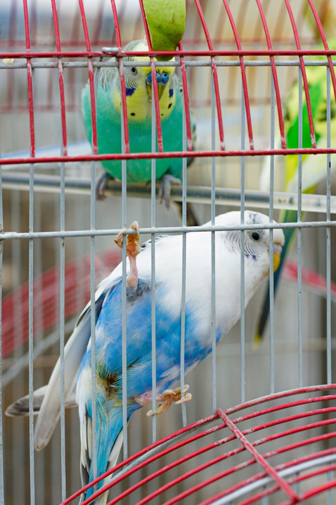Dos periquitos (budgies) dentro de una jaula