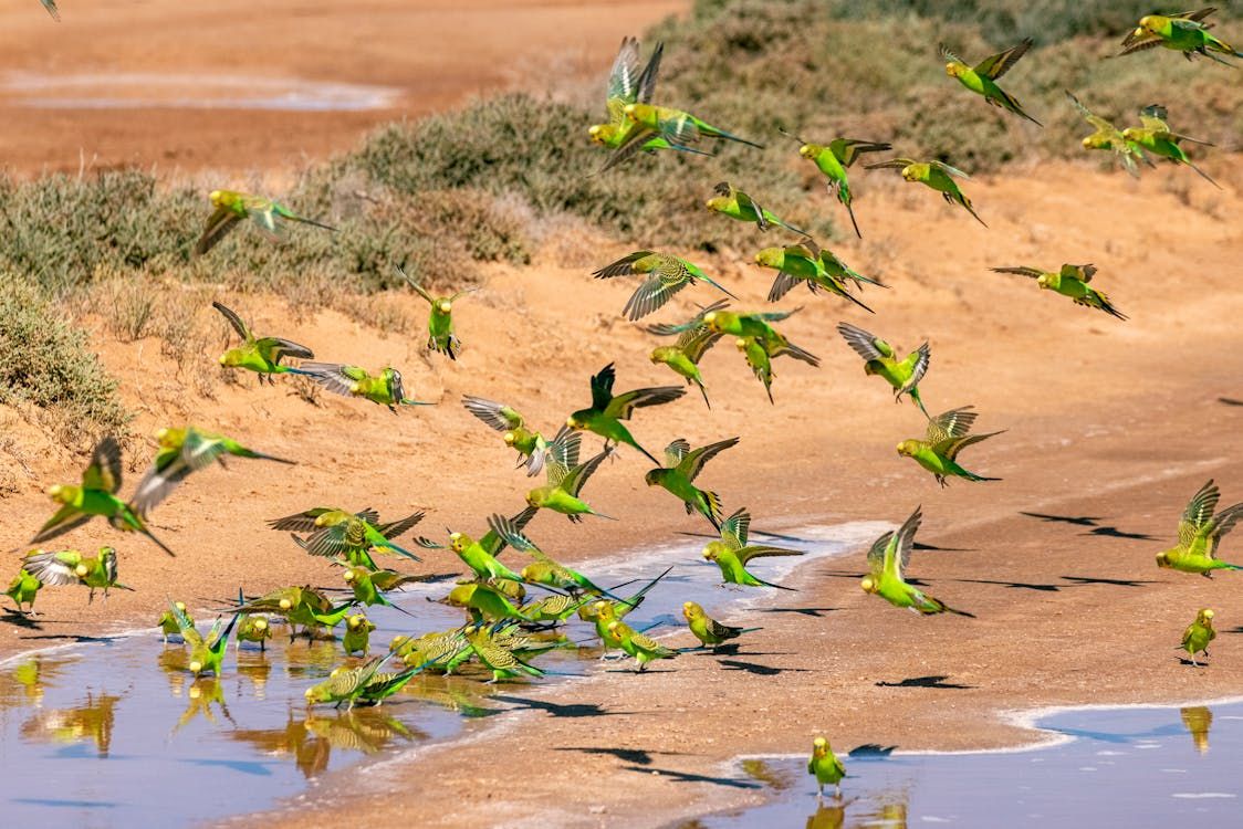 Grupo de periquitos australianos salvajes (Melopsittacus undulatus) tomando agua en su hábitat bajo el sol del desierto.