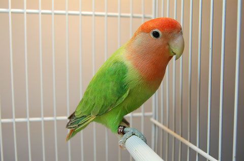 agapornis roisecollis