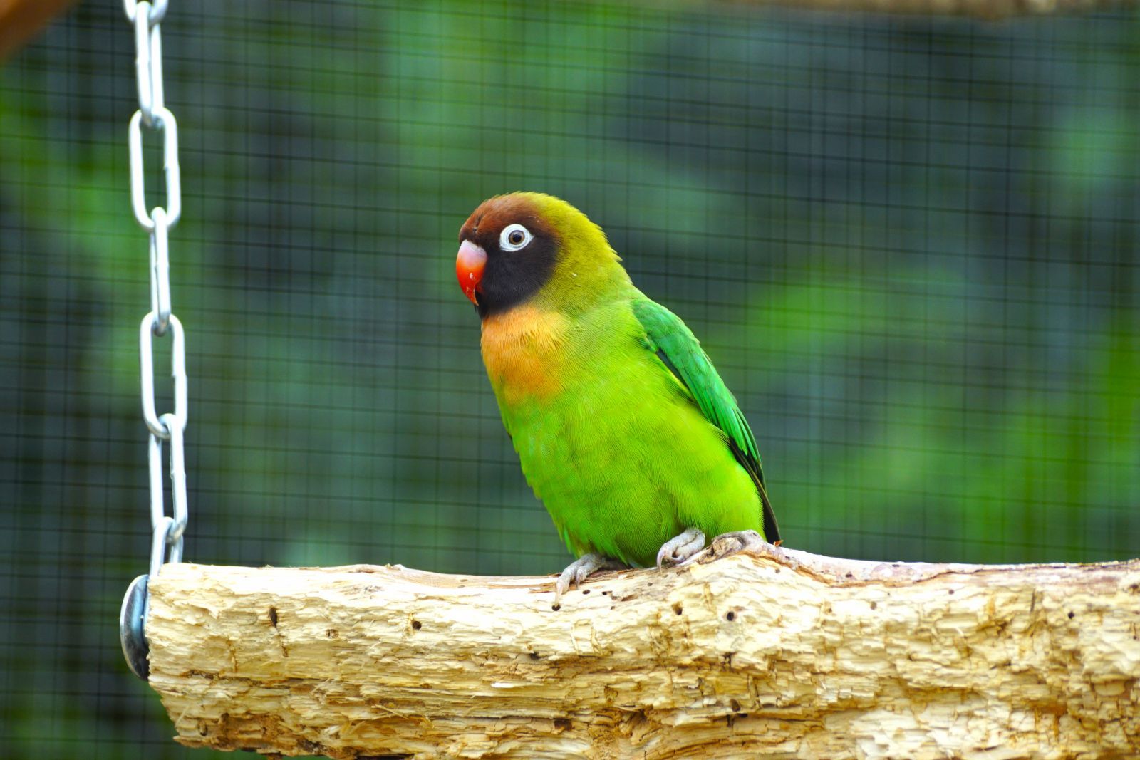 Agapornis Nigrigenis