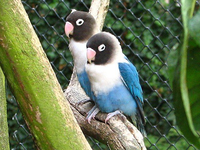 agapornis personatus